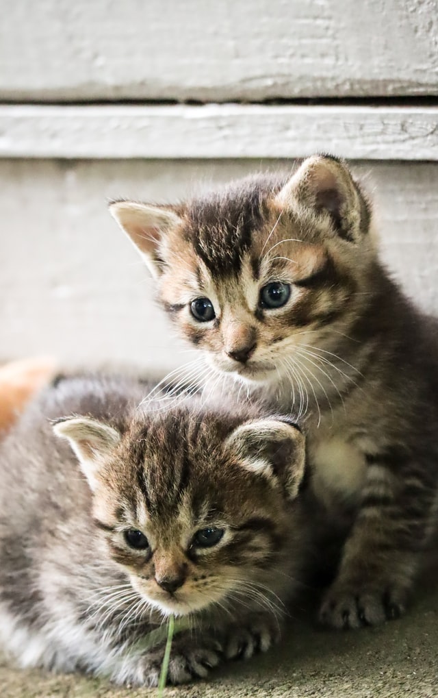 image of two cats